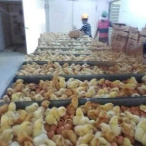 Layer chicks, 100 in a box
