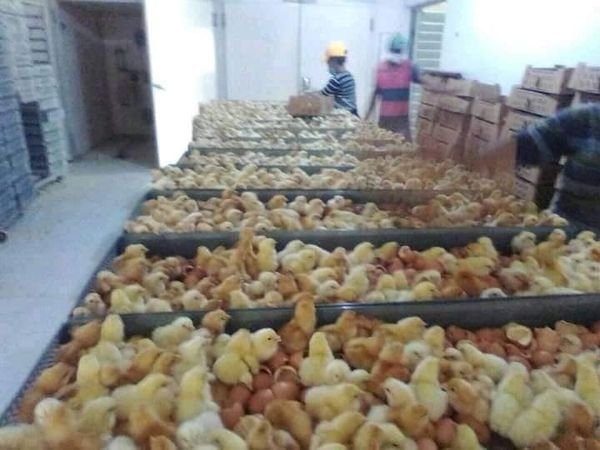 Layer chicks, 100 in a box