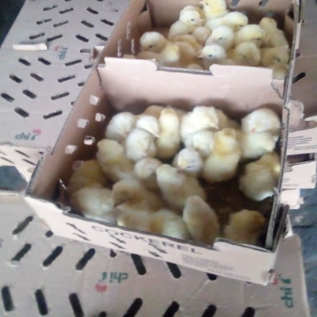 Broilers chicks, 100 in a box