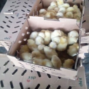 Broilers chicks, 100 in a box