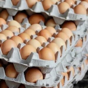 Large (60g) โ 360 eggs in a box