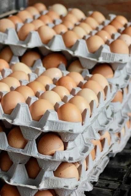 Large (60g) – 360 eggs in a box