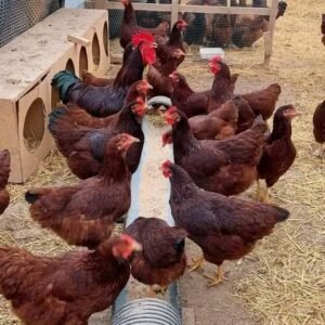 RHODE ISLAND RED 21 weeks old