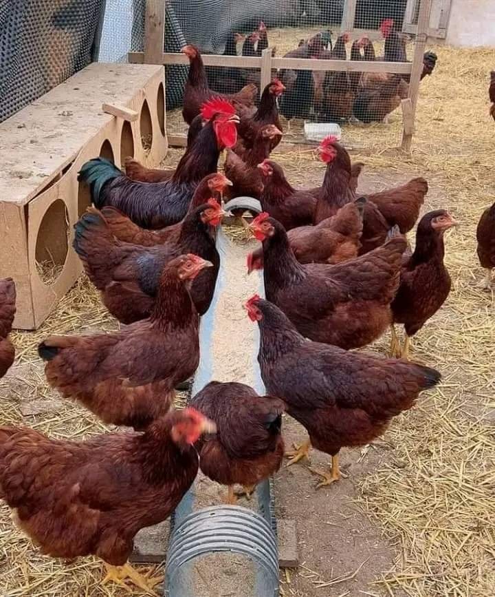 RHODE ISLAND RED 21 weeks old