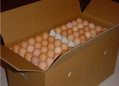 Small (45g) – 360 eggs in a box