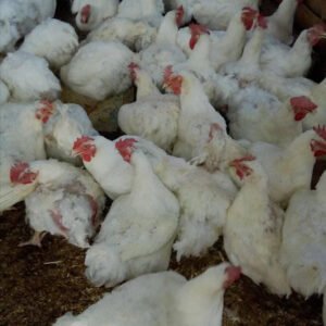 Broiler/8 weeks old