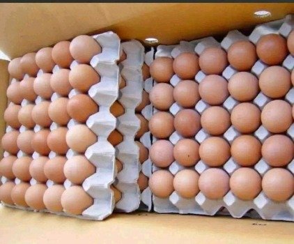 Medium (55g) – 360 eggs in a box