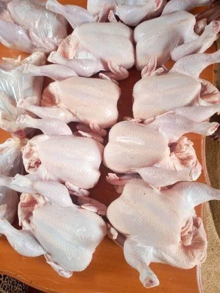 Hard body chickens