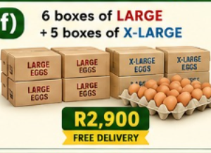 f) 6 boxes of Large + 5 boxes of X-Large