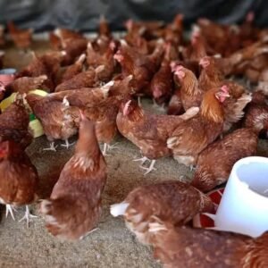 LAYER CHICKENS 15 weeks old