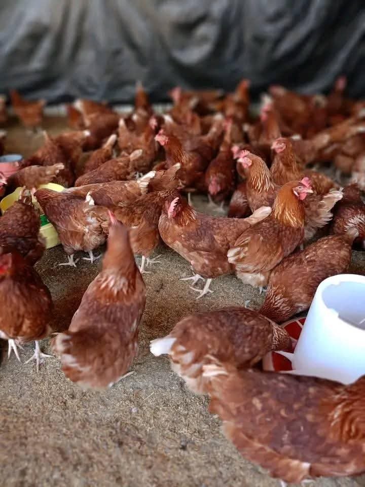 LAYER CHICKENS  15 weeks old