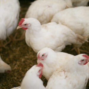 BROILER CHICKENS 45 days old