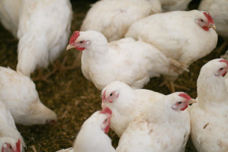 BROILER CHICKENS 45 days old