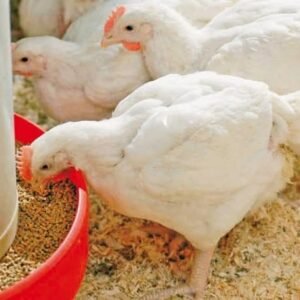 BROILER CHICKENS 30 days old