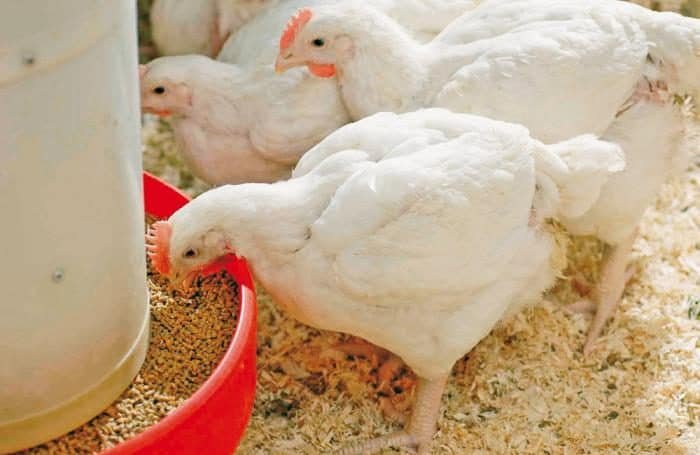 BROILER CHICKENS 30 days old