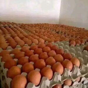 Jumbo (70g) – 360 eggs in a box