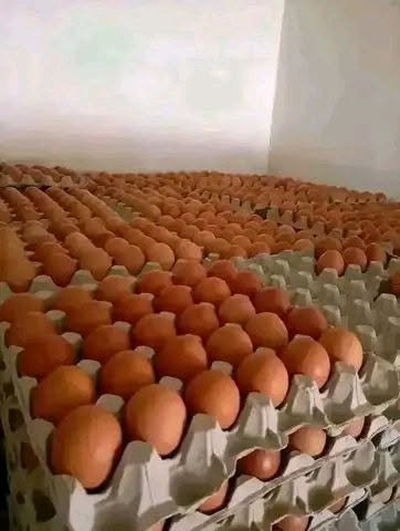 Jumbo (70g) – 360 eggs in a box