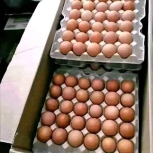 X-Large (65g) – 360 eggs