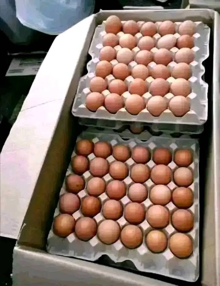 X-Large (65g) – 360 eggs